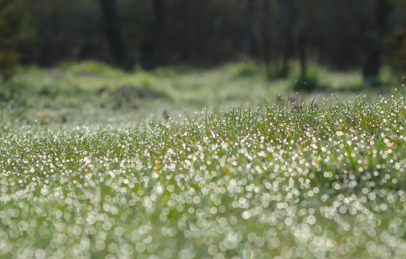 Photo wallpaper grass, drops, dew, meadow