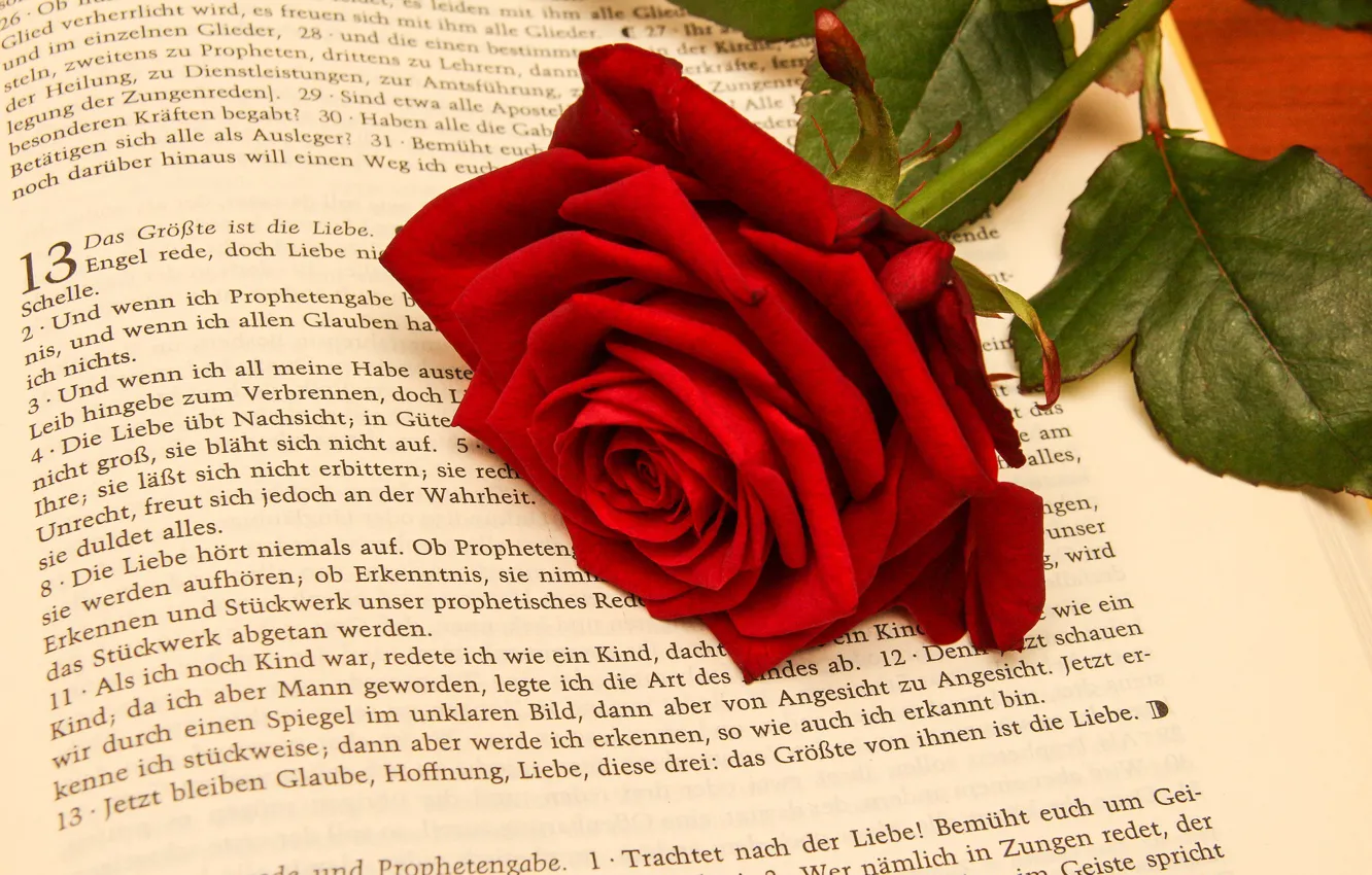 Photo wallpaper flower, rose, Book