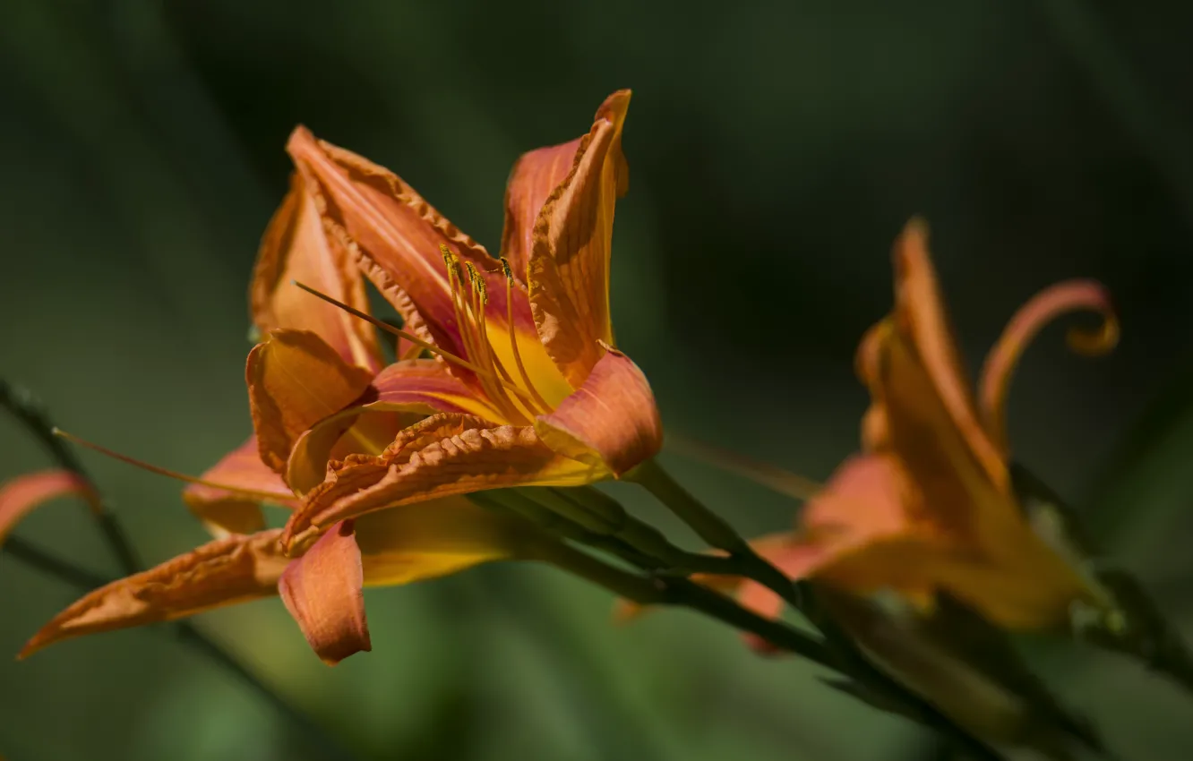 Photo wallpaper summer, flowers, nature, daylilies