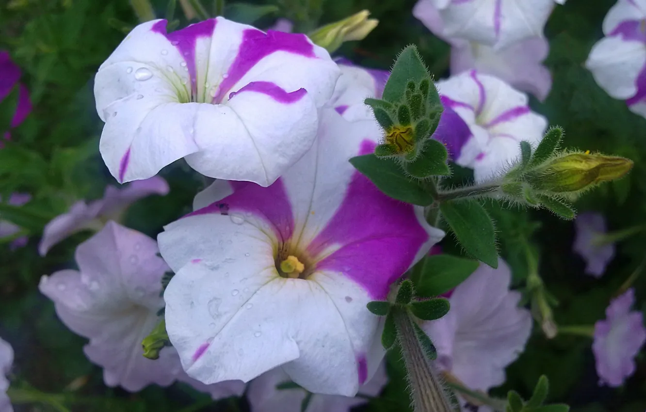 Photo wallpaper the rain, summer, the evening, Petunia