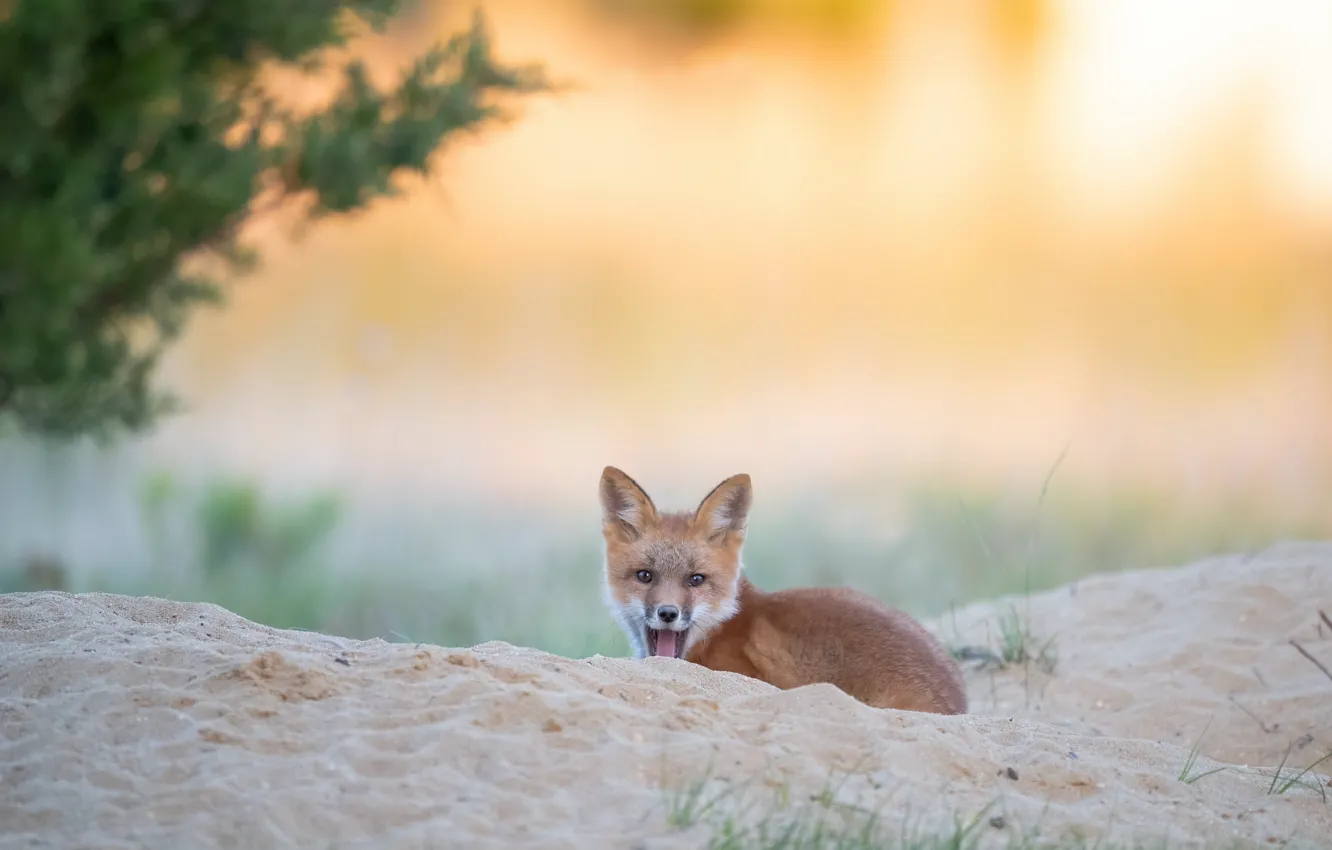 Photo wallpaper sand, language, look, branches, nature, pose, Fox, lies