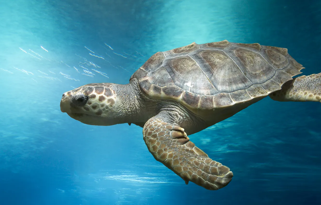 Photo wallpaper marine, sea turtle, marine animals, loggerhead, loggerhead turtle