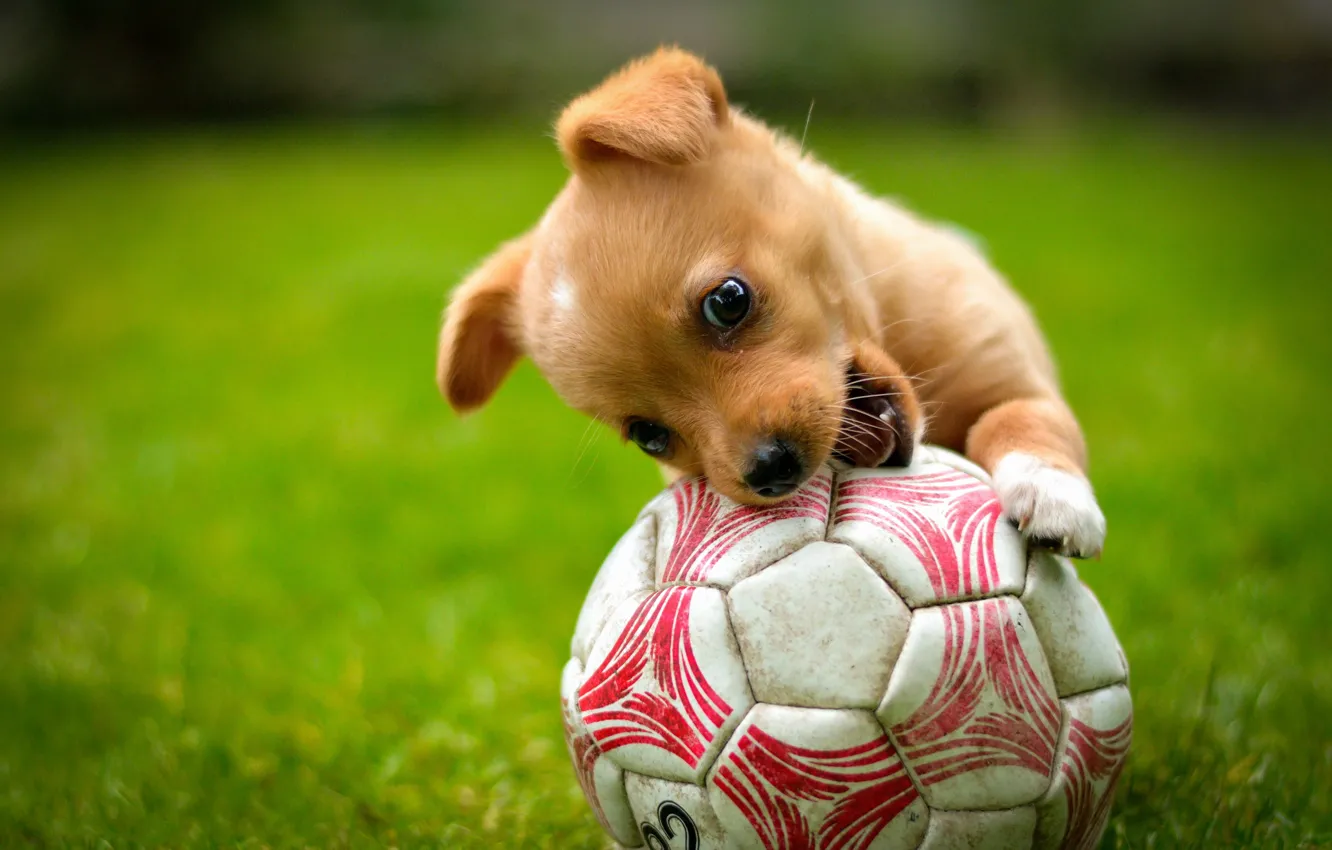 Photo wallpaper the game, the ball, dog, red, puppy, lawn