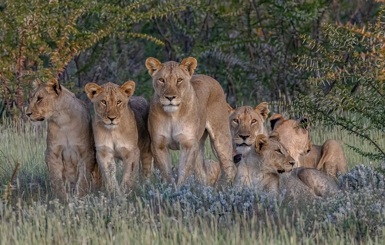 Photo wallpaper Africa, wild cats, lions, lioness, harem