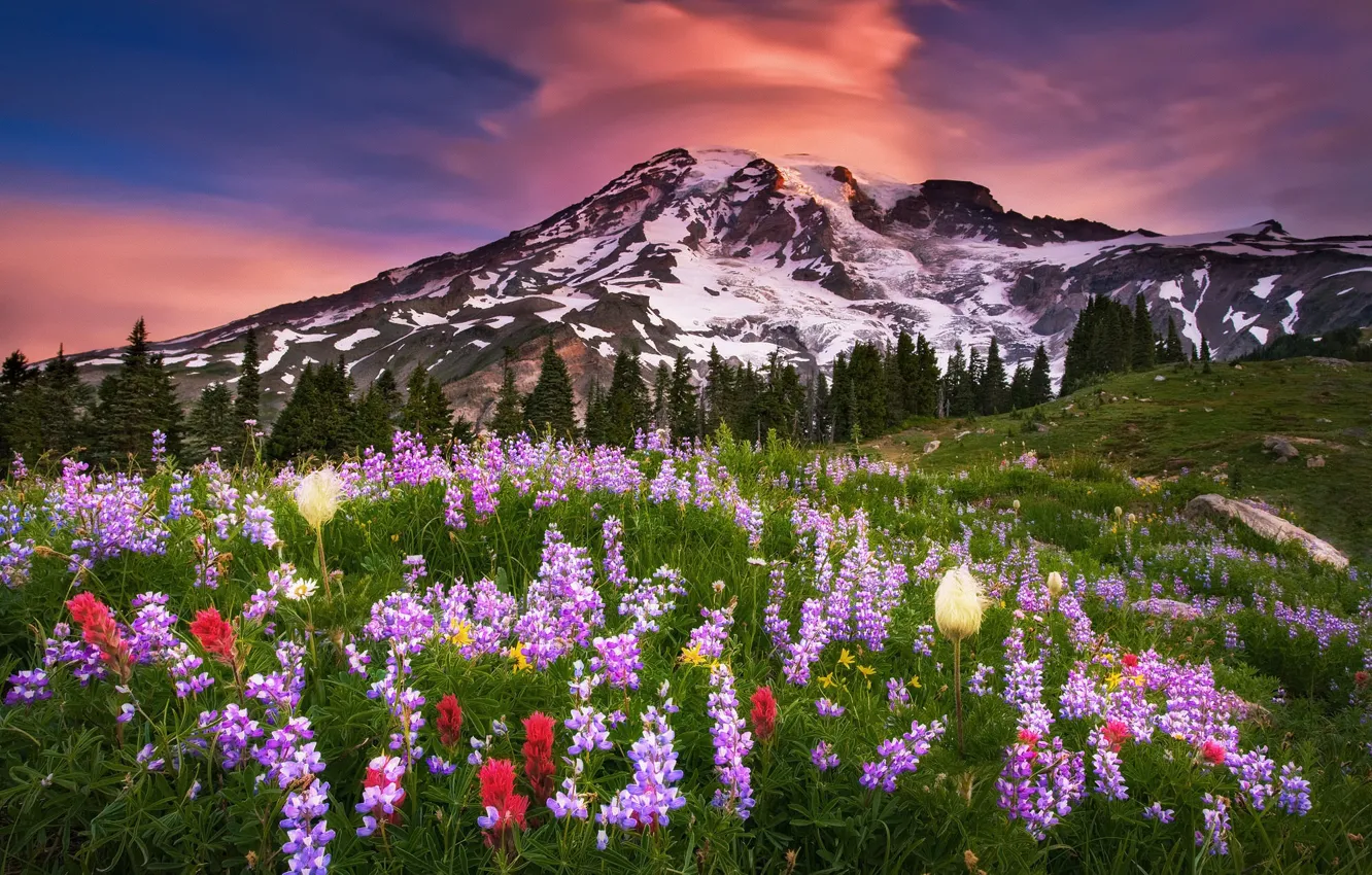 Photo wallpaper summer, the sky, clouds, flowers, mountain, morning, USA, national Park