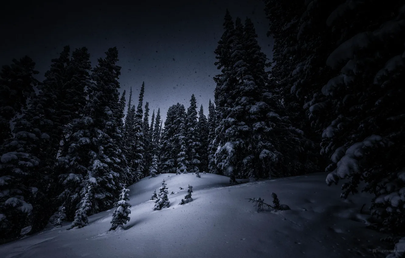Photo wallpaper winter, forest, snow, trees, night, tree