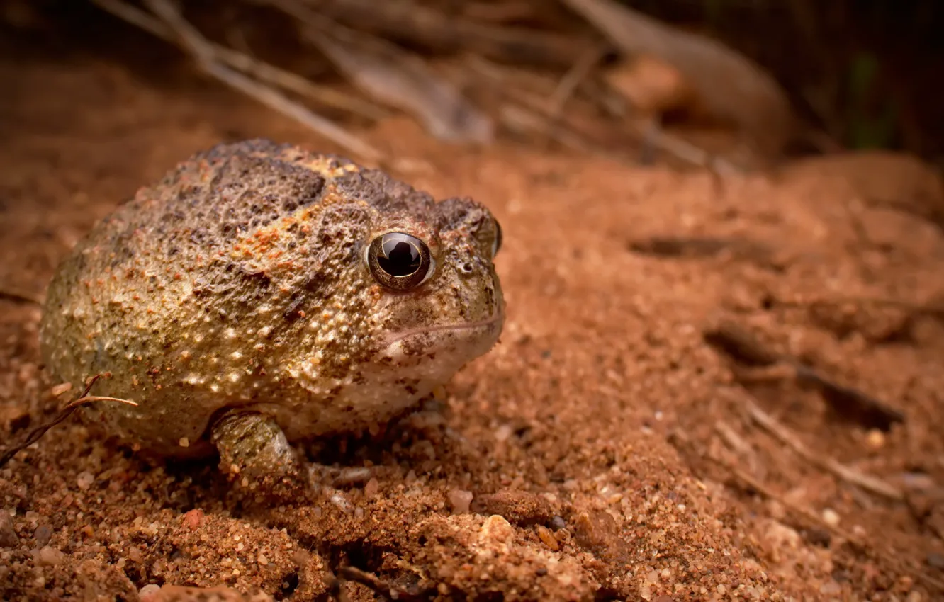 Photo wallpaper Amphibian, Northern Spadefoot, Notaden melanoscaphus