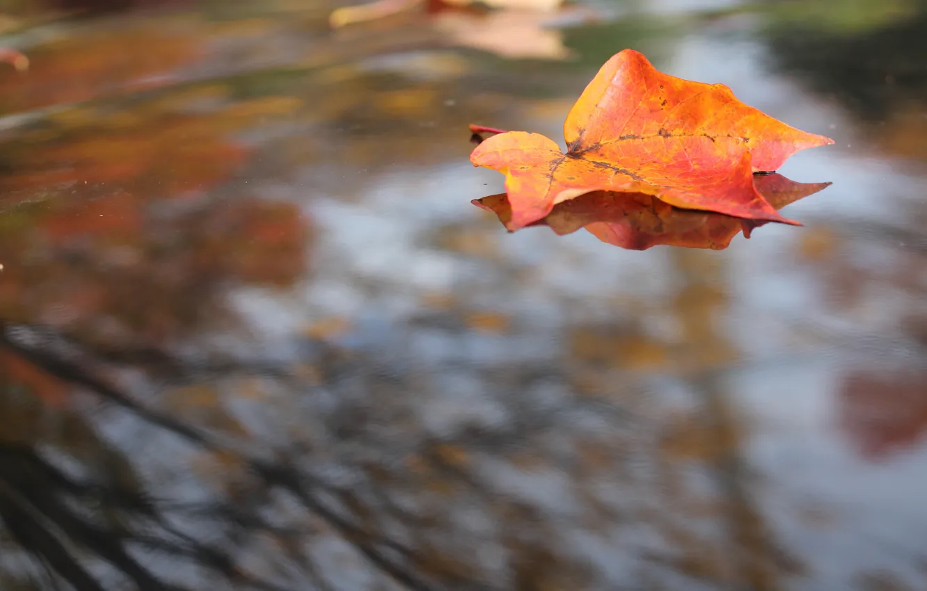 Photo wallpaper autumn, the sky, leaves, orange, branches, red, nature, reflection