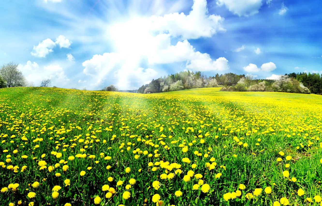 Photo wallpaper forest, the sky, grass, the sun, clouds, trees, landscape, flowers