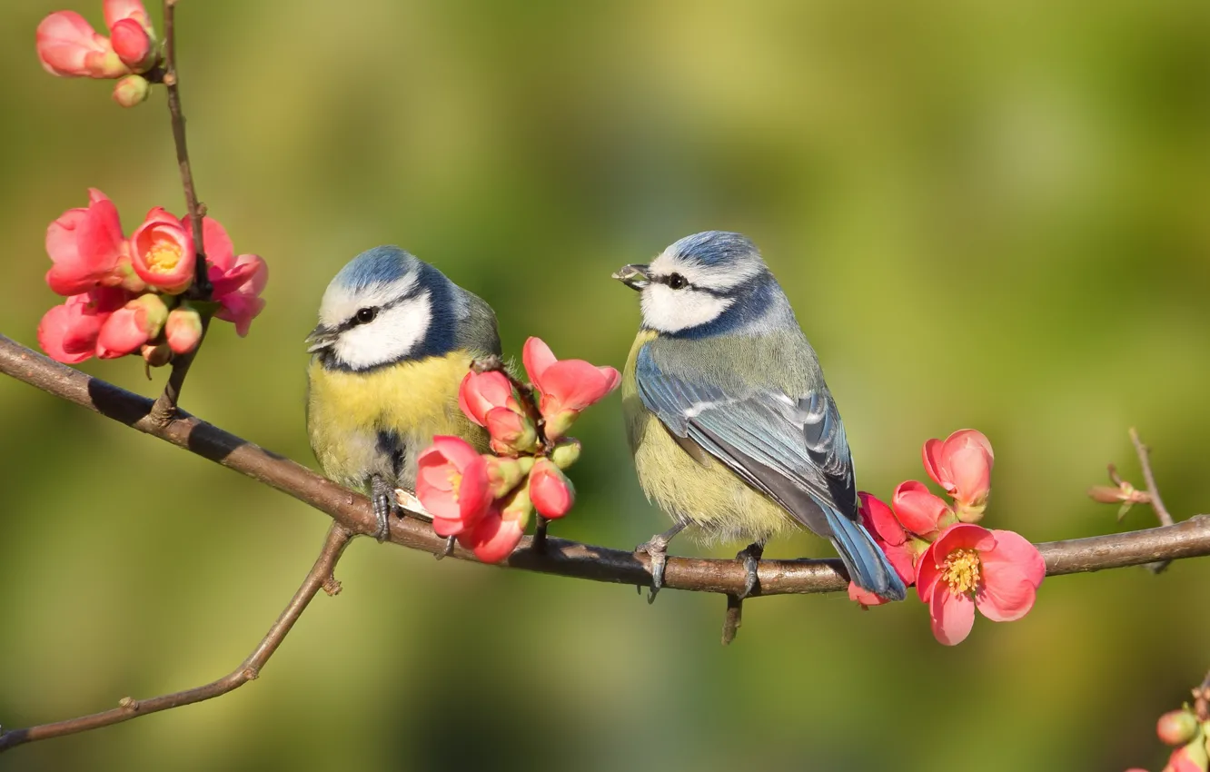 Photo wallpaper sprig, Birds, flowers spring