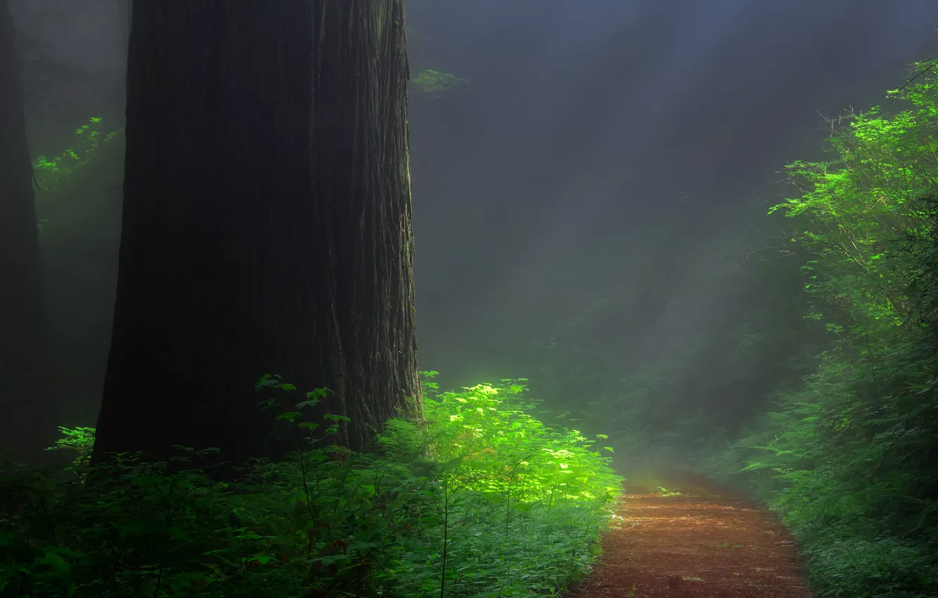 Photo wallpaper forest, tree, trail, sequoia, redwood