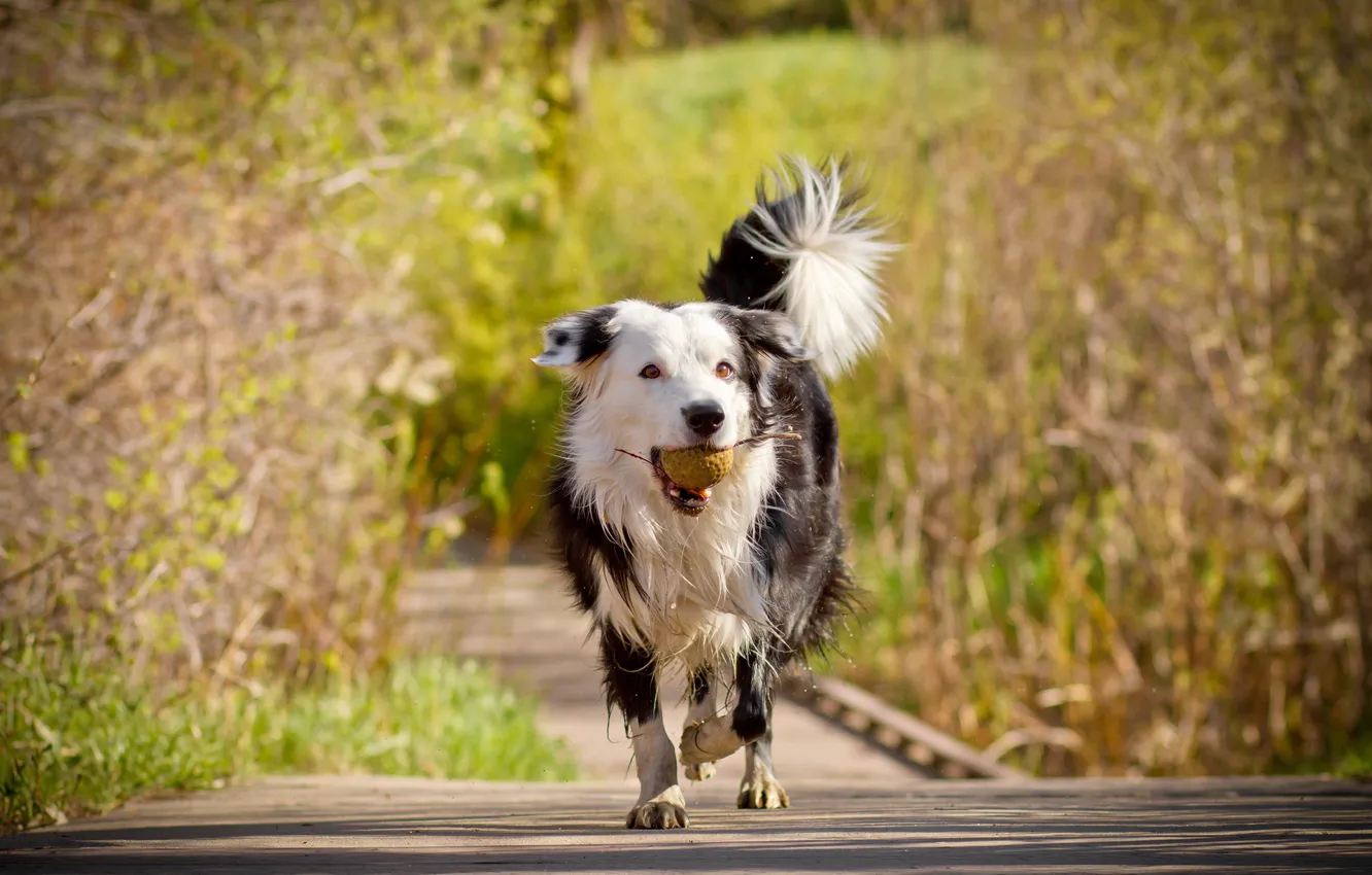 Photo wallpaper each, the ball, dog