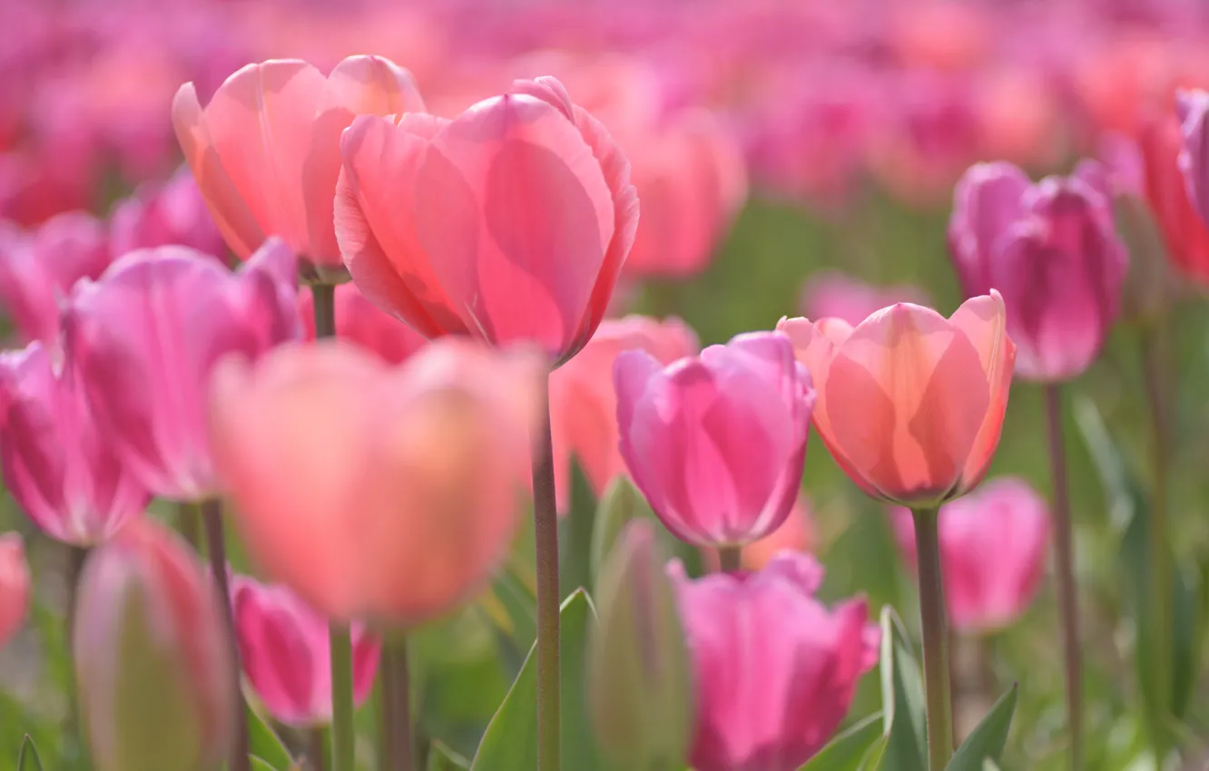 Photo wallpaper tulips, pink, buds