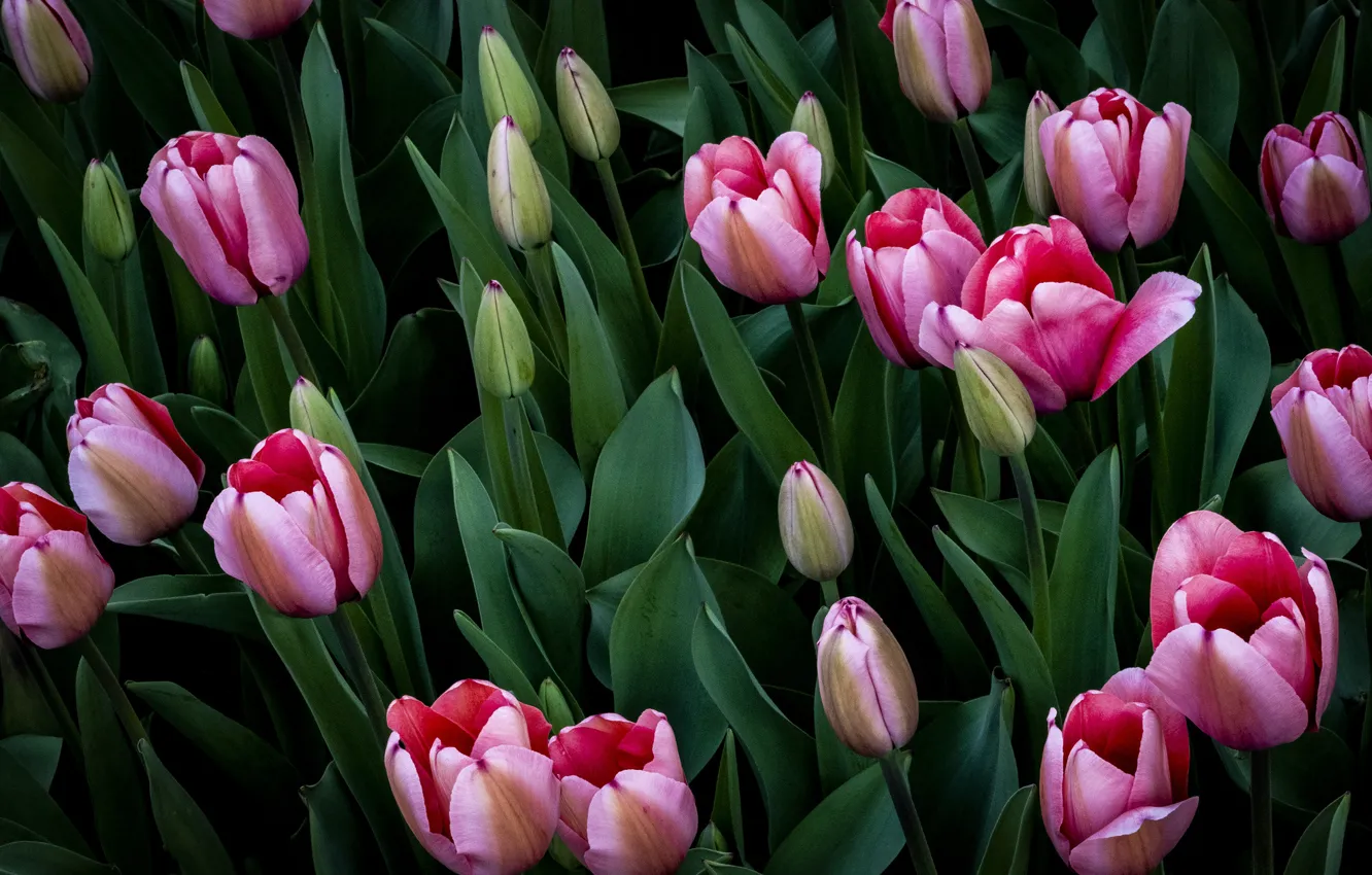 Photo wallpaper leaves, the dark background, tulips, pink, buds