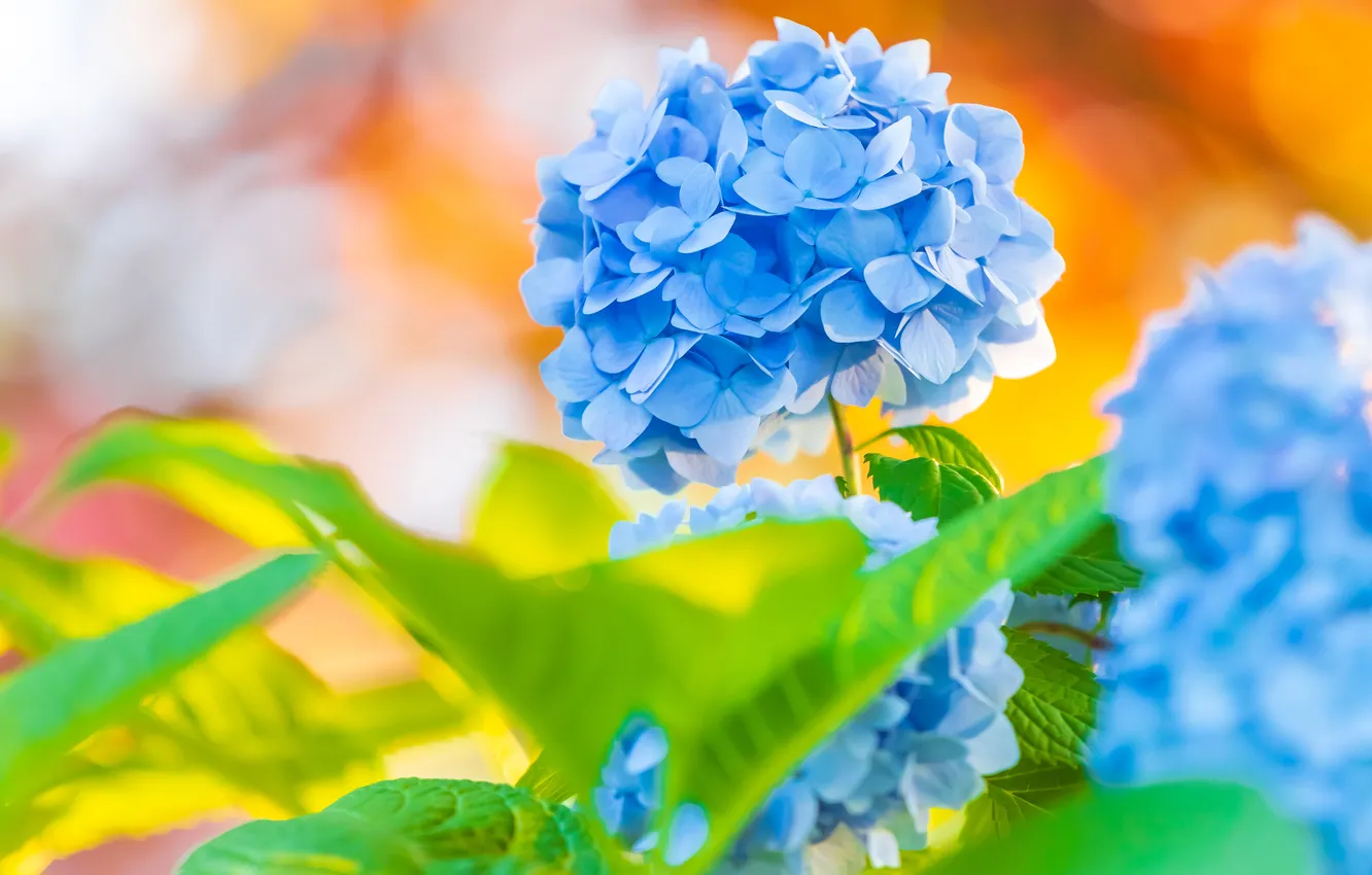 Photo wallpaper flowers, bokeh, hydrangea