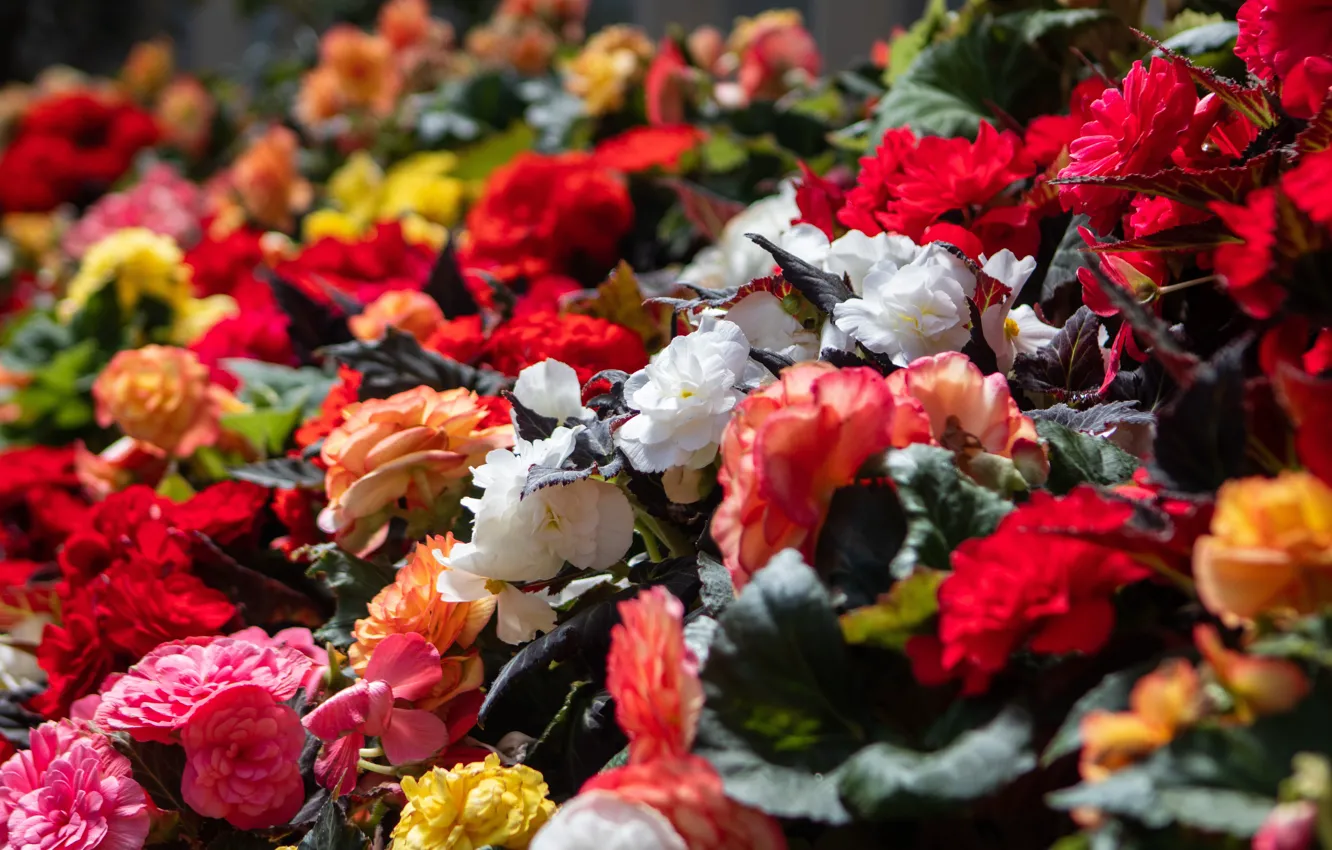 Photo wallpaper flowers, bright, bouquet, colorful, different, a lot, bokeh, begonia