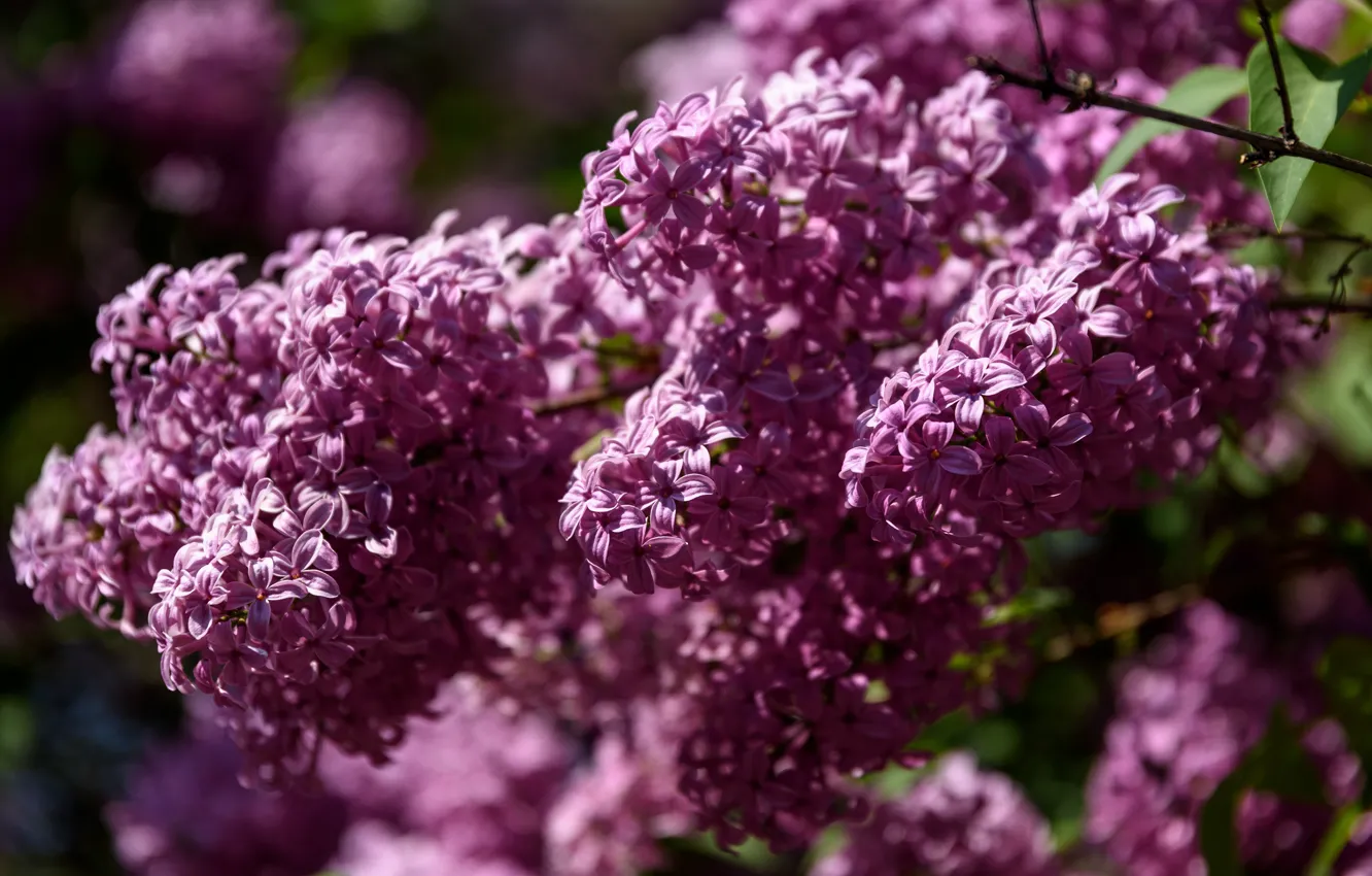 Photo wallpaper light, flowers, branches, spring, flowering, lilac, bokeh, in bloom