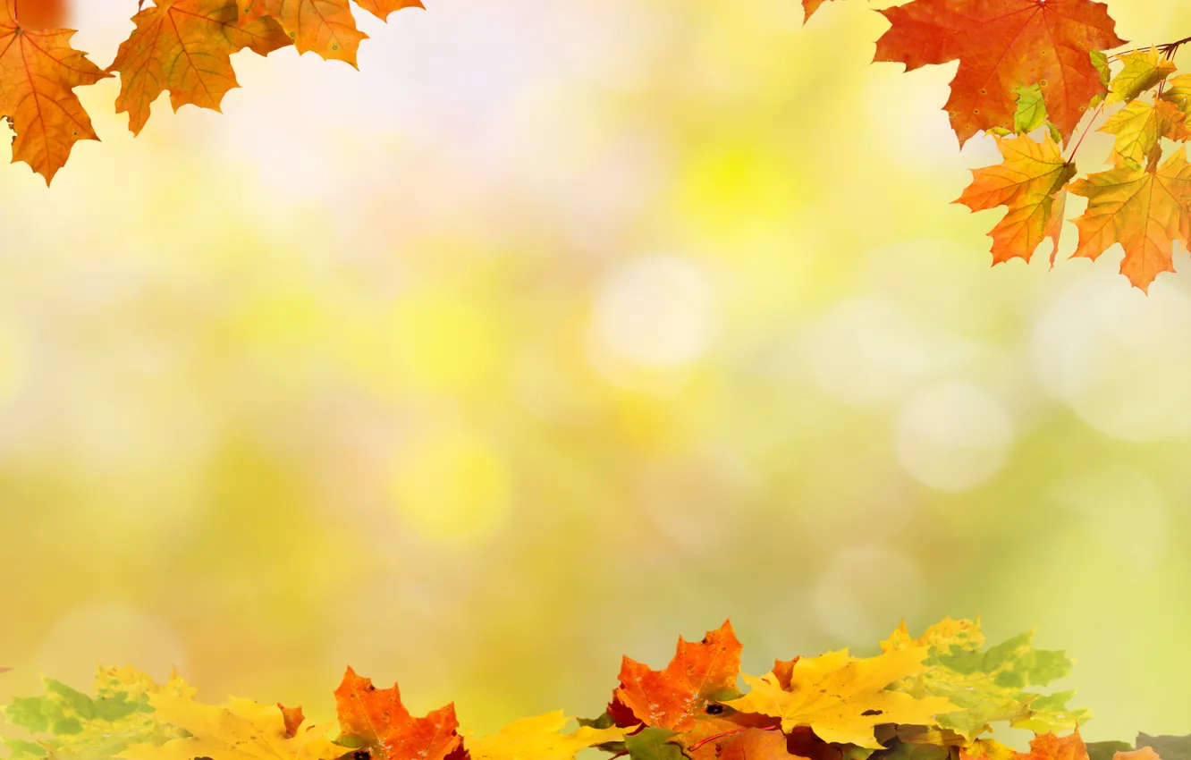Photo wallpaper Autumn, Leaves, Board, maple, Template, Seasons