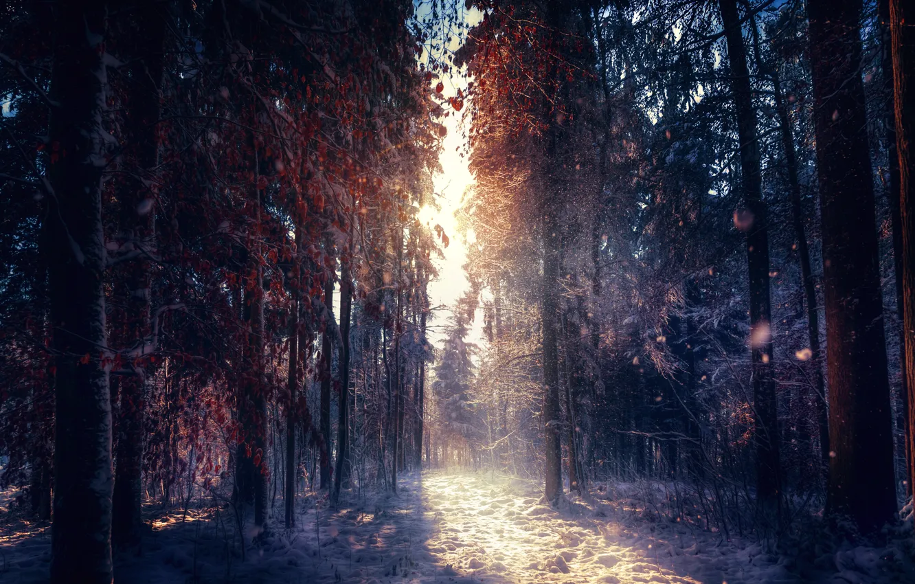 Photo wallpaper treatment, sunlight, winter forest