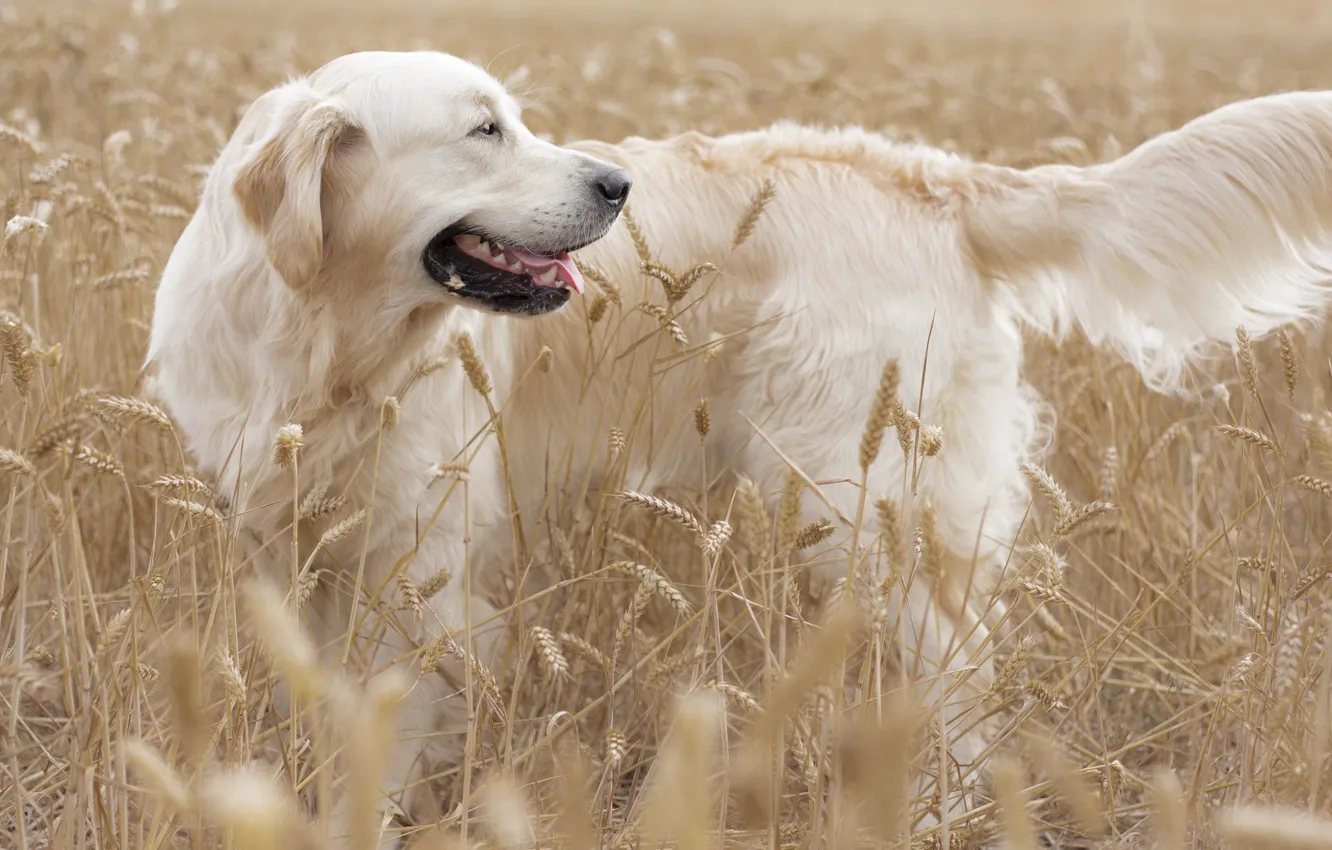 Photo wallpaper field, dog, ears, Golden Retriever, Golden Retriever