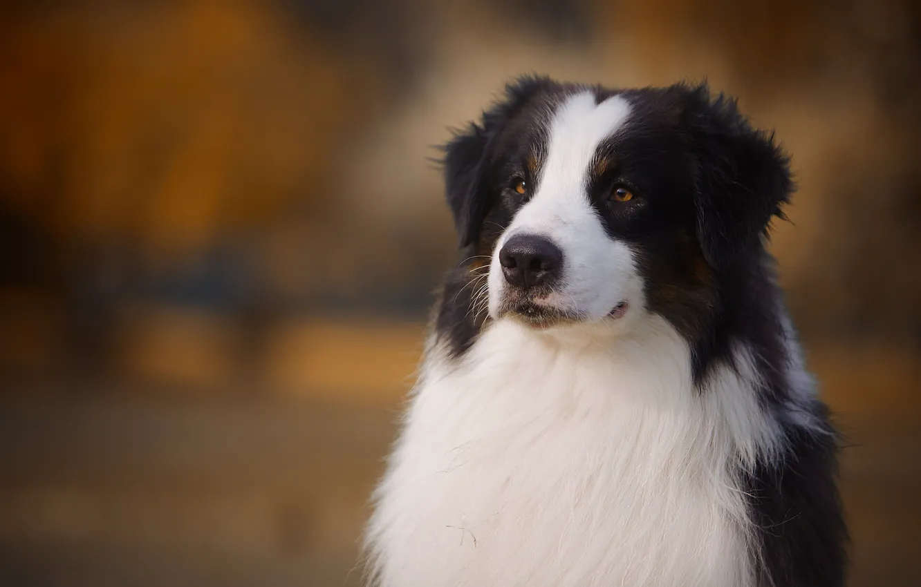 Photo wallpaper face, background, portrait, dog, Australian shepherd, Aussie