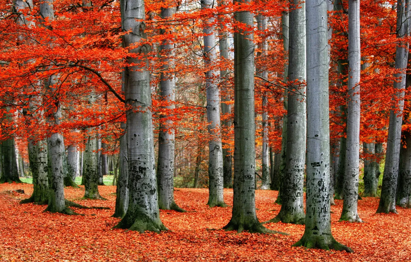 Photo wallpaper red, forest, trees