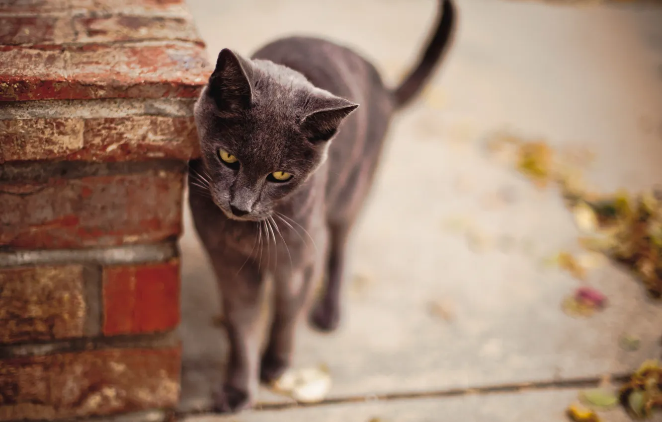 Photo wallpaper cat, background, street