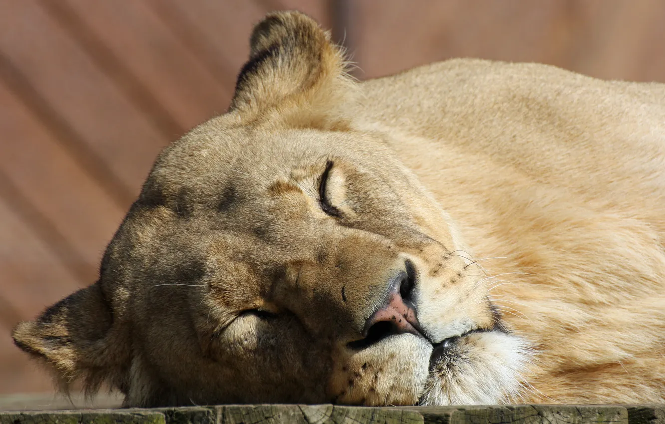 Photo wallpaper cat, face, stay, sleep, sleeping, lioness