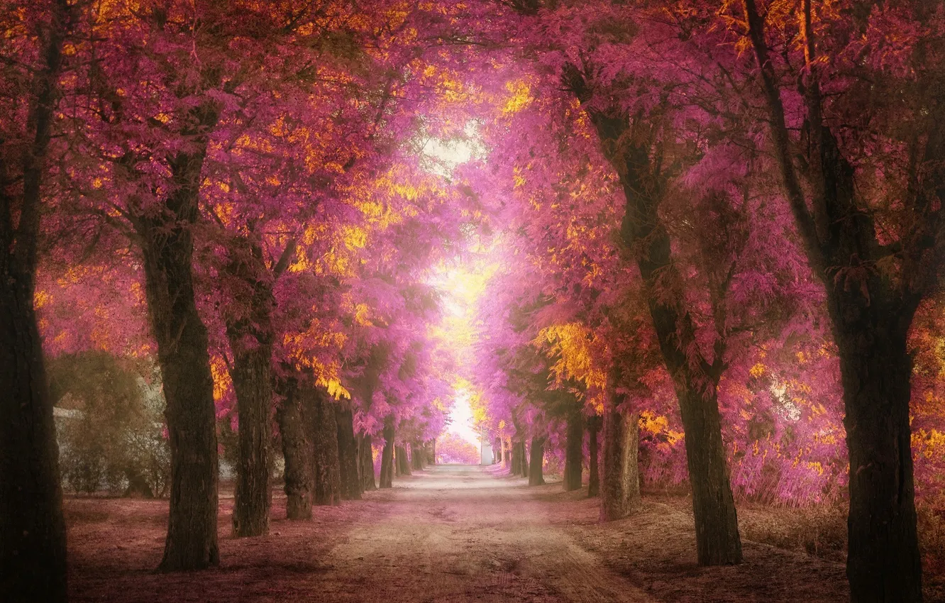 Photo wallpaper leaves, trees, Park, treatment, track, pink, alley
