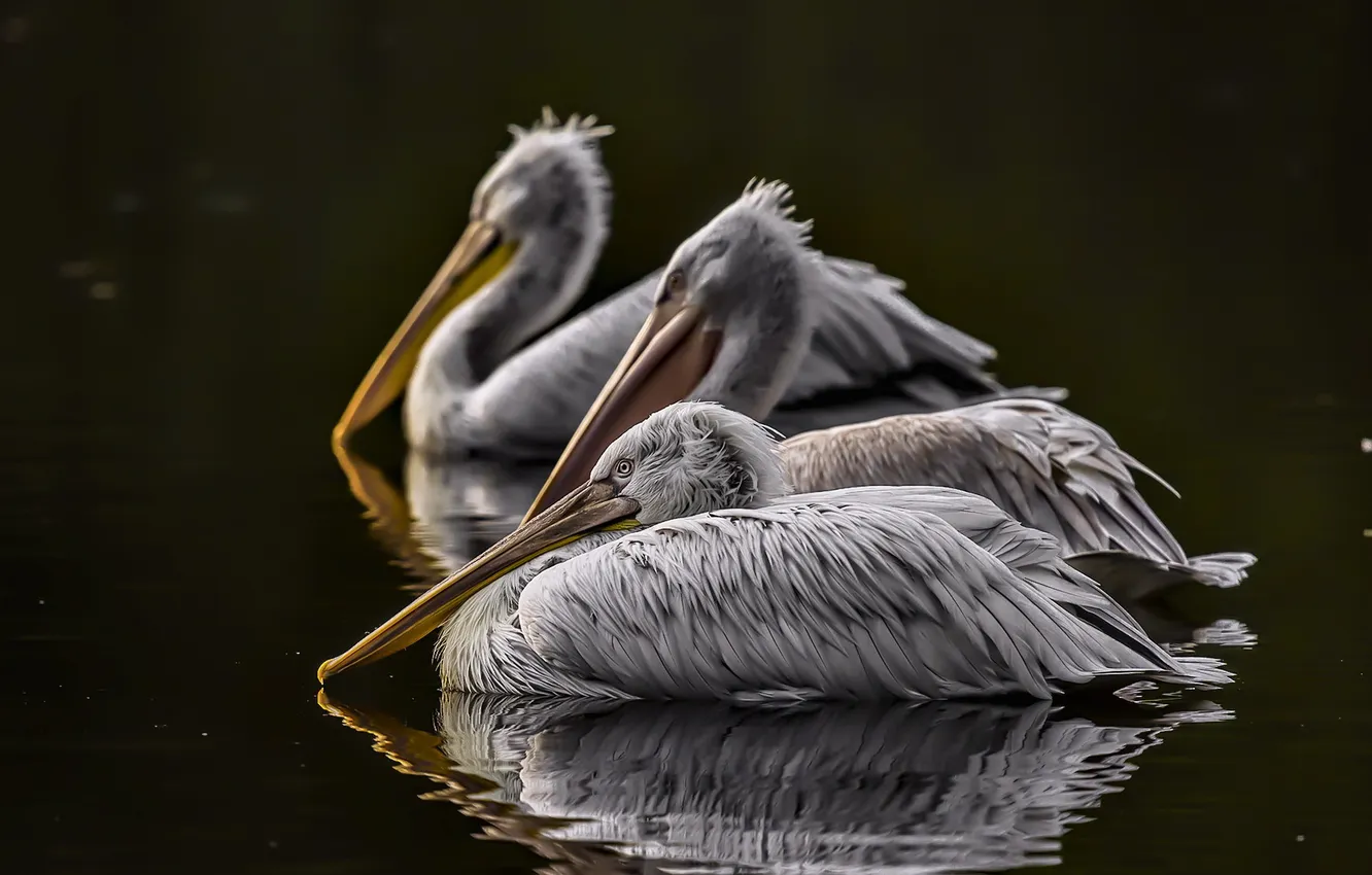 Photo wallpaper birds, river, pelicans