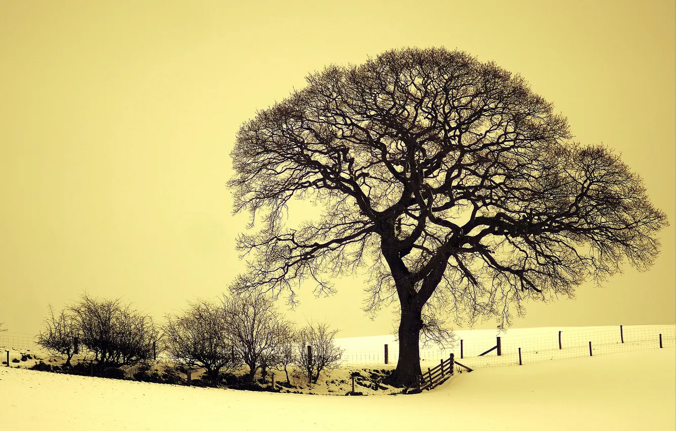 Photo wallpaper winter, field, snow, trees