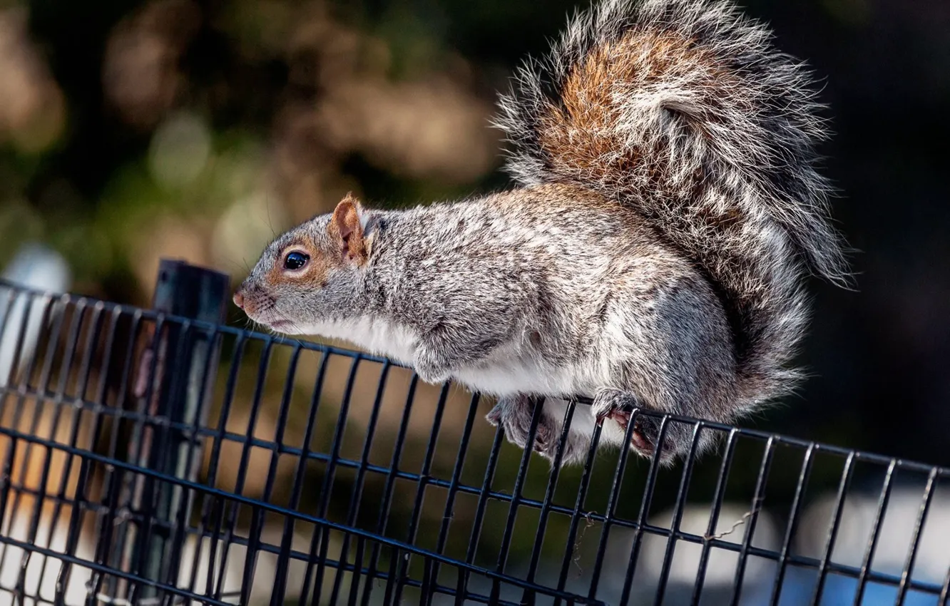 Photo wallpaper the fence, protein, curious