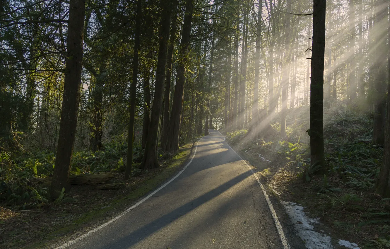Photo wallpaper road, forest, light