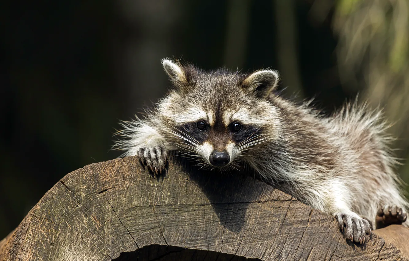 Photo wallpaper look, pose, raccoon, lies, log, face