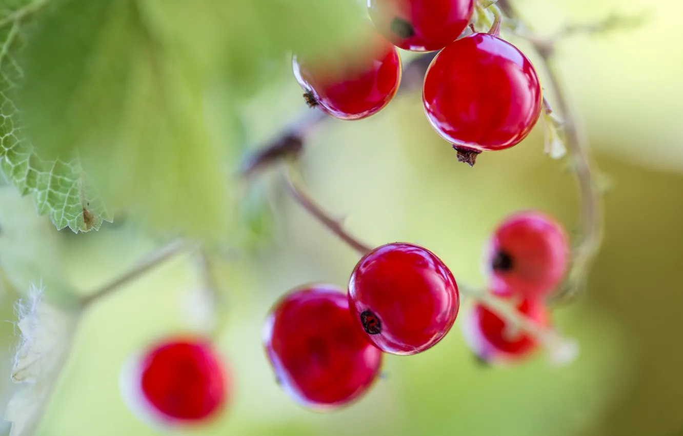 Photo wallpaper berries, Bush, currants