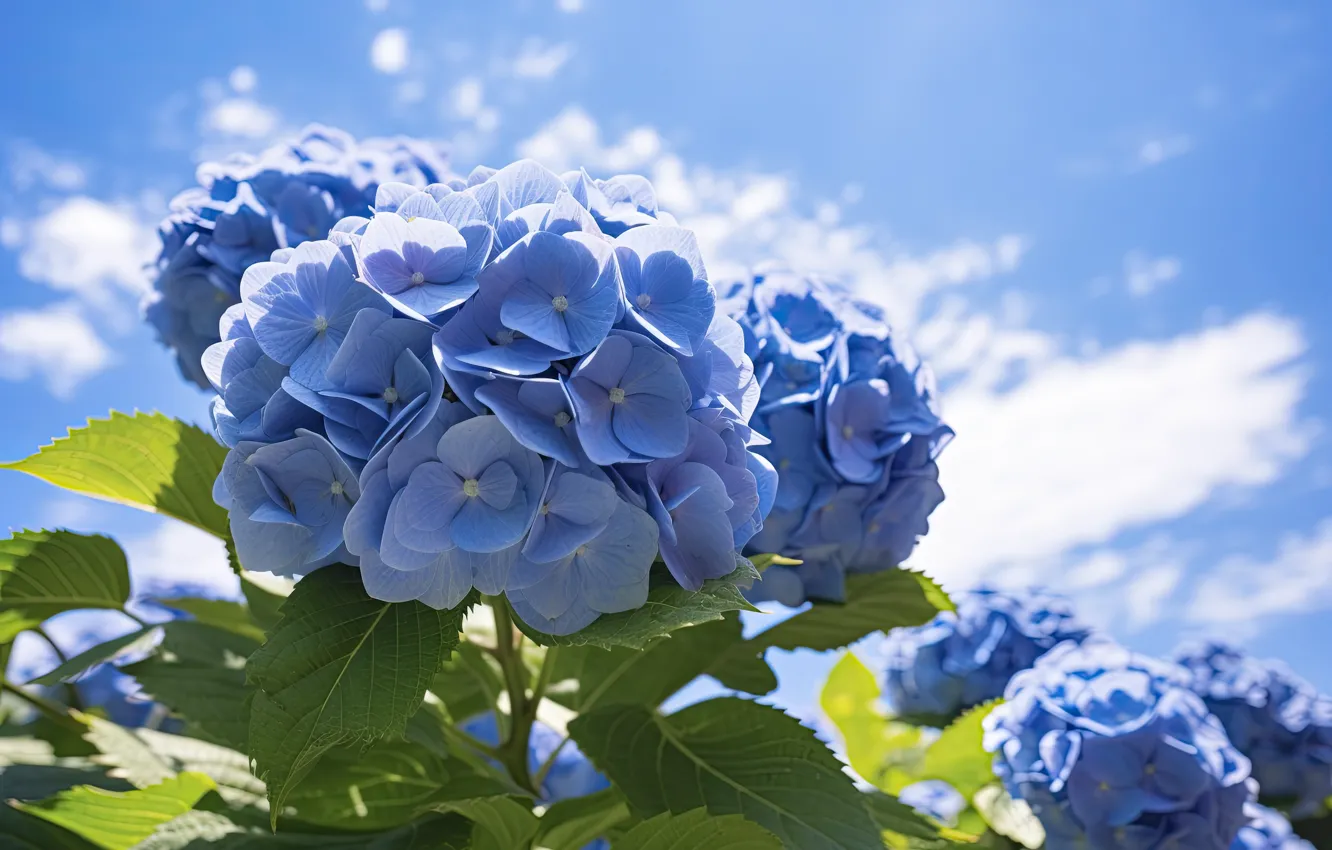 Photo wallpaper flowers, blue, hydrangea, AI art, neural network