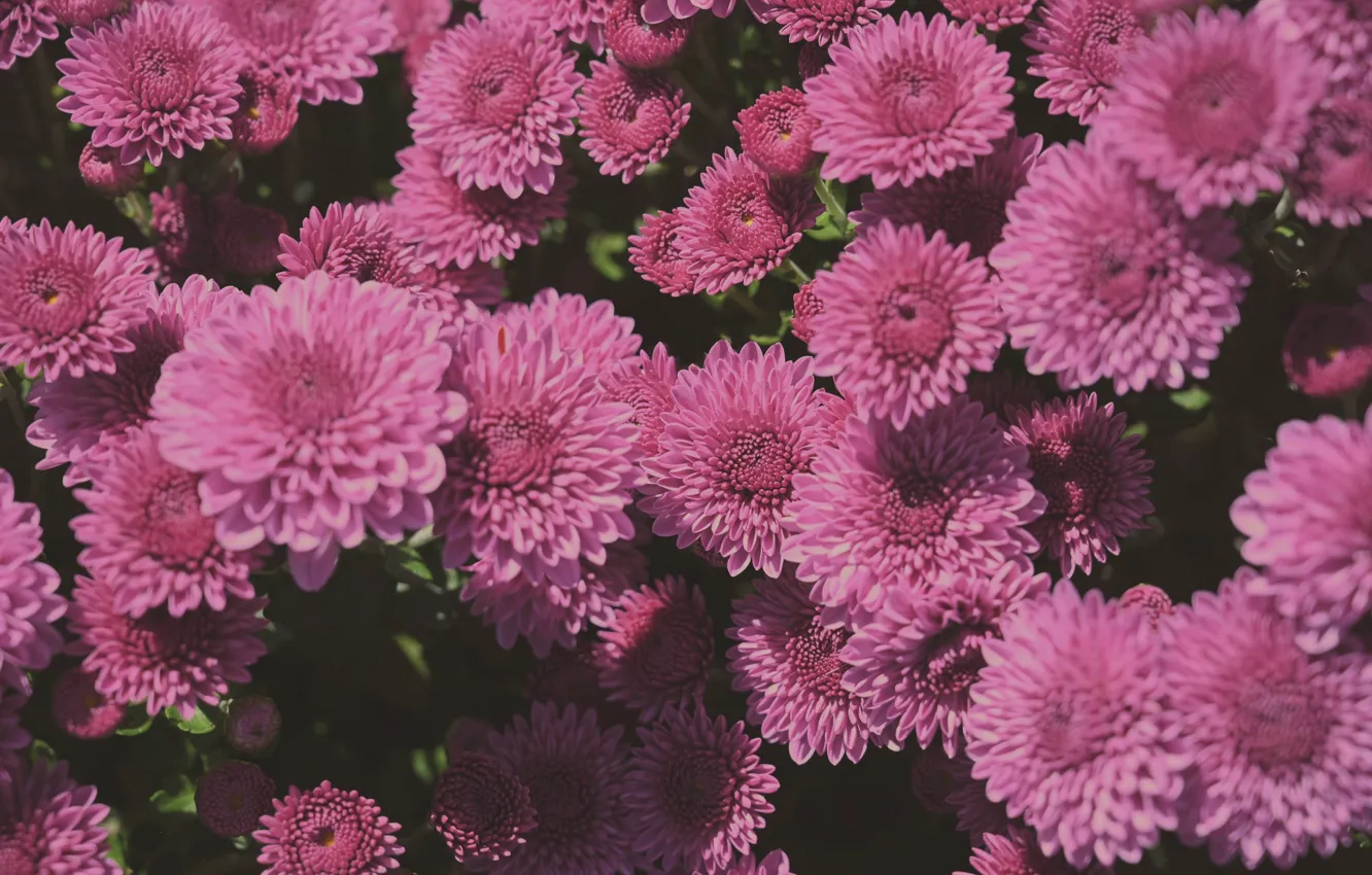 Photo wallpaper flowers, pink, the bushes, chrysanthemum, a lot