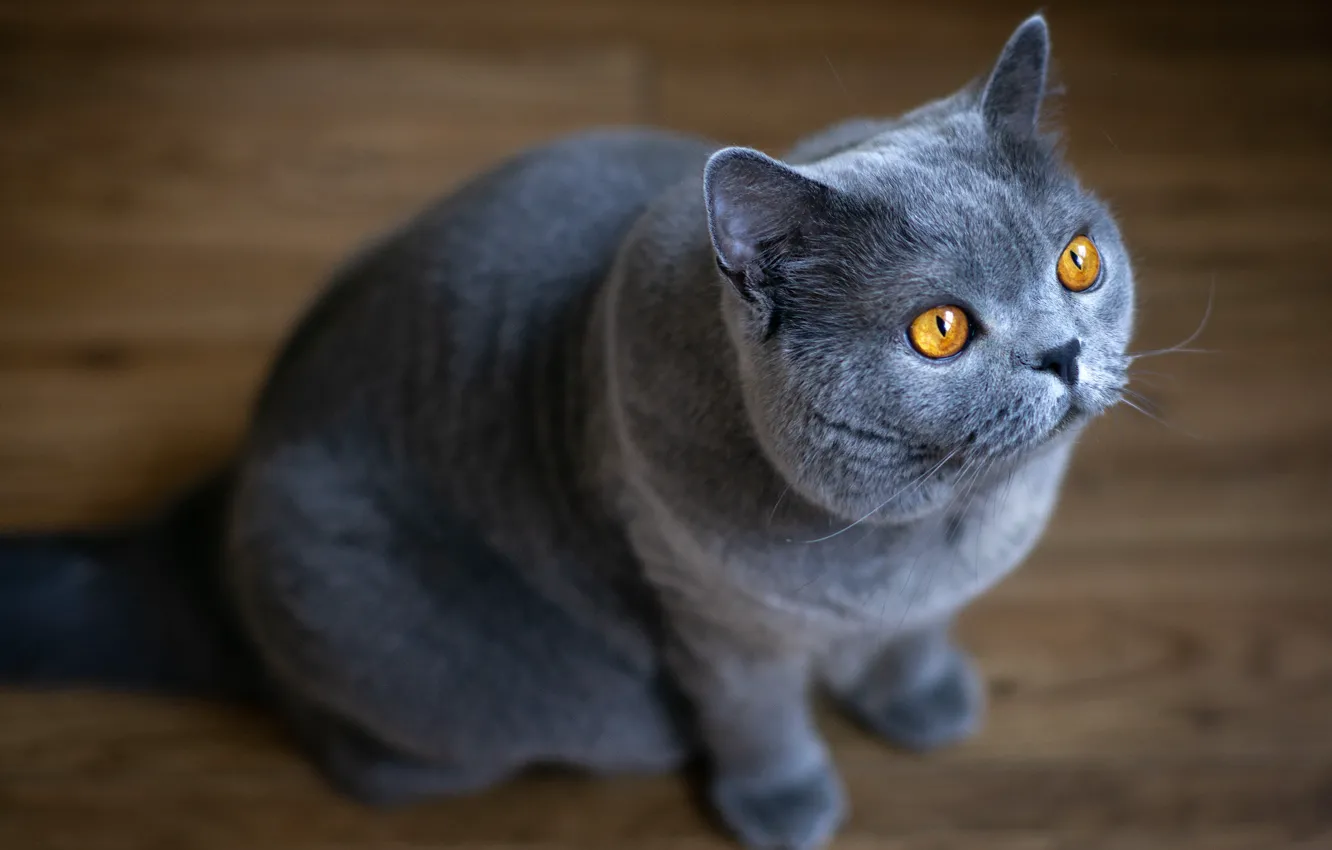 Photo wallpaper cat, cat, look, pose, face