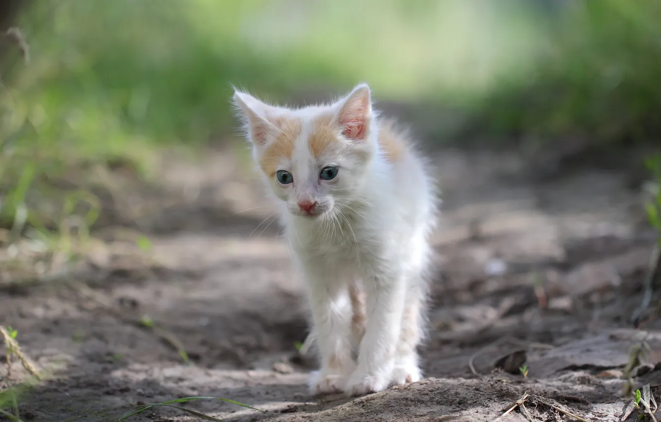 Photo wallpaper background, cat, kitty