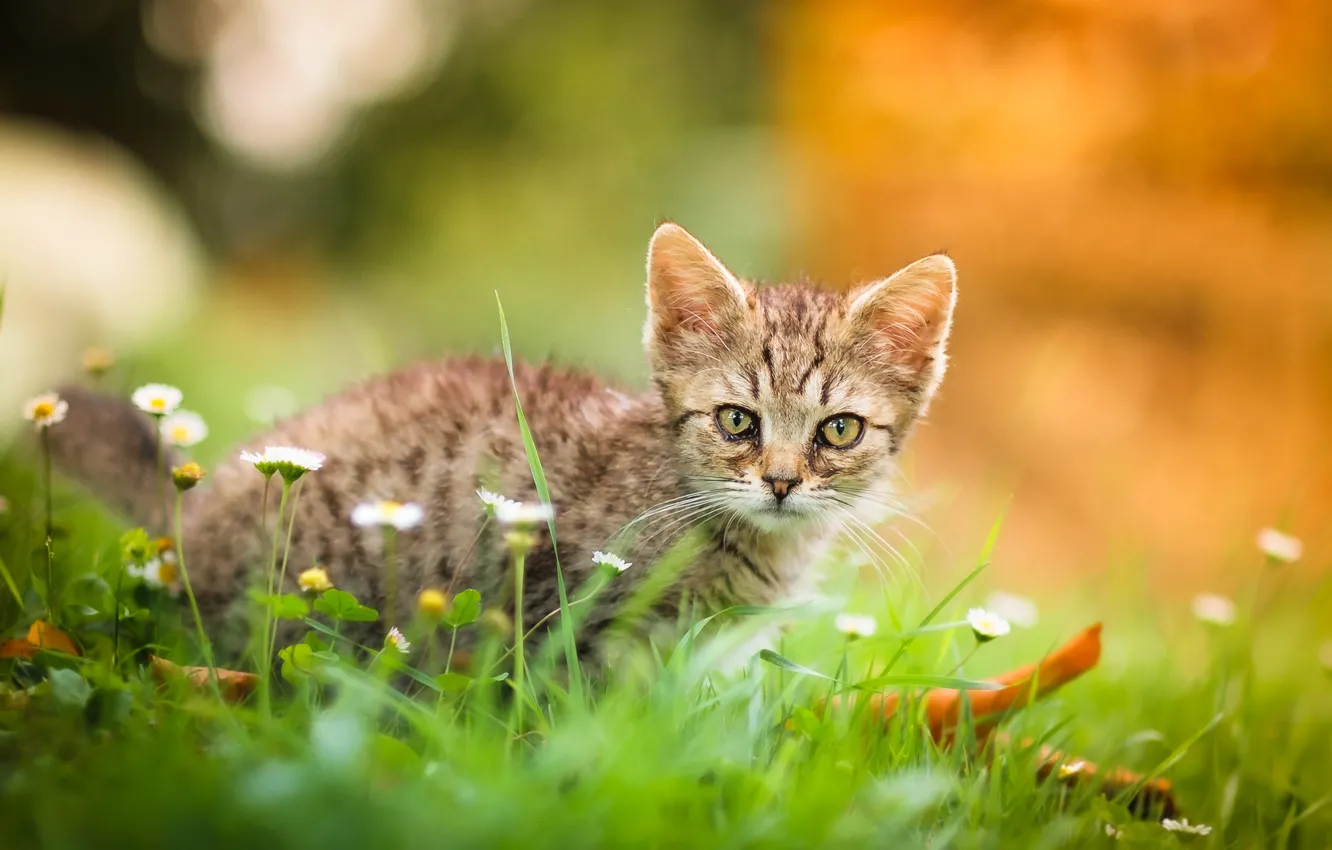 Photo wallpaper grass, look, flowers, baby, muzzle, kitty, bokeh