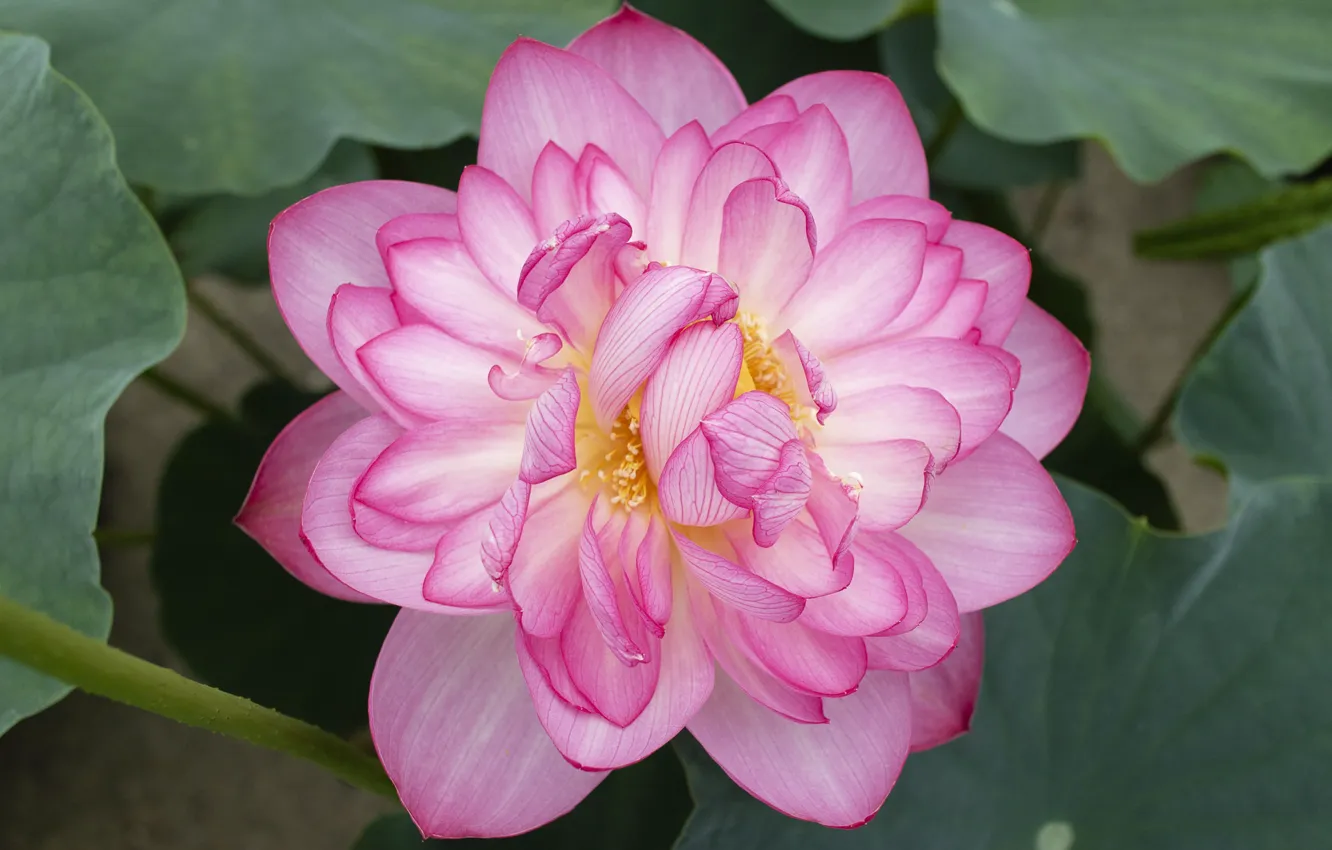 Photo wallpaper leaves, macro, petals, Lotus, pink