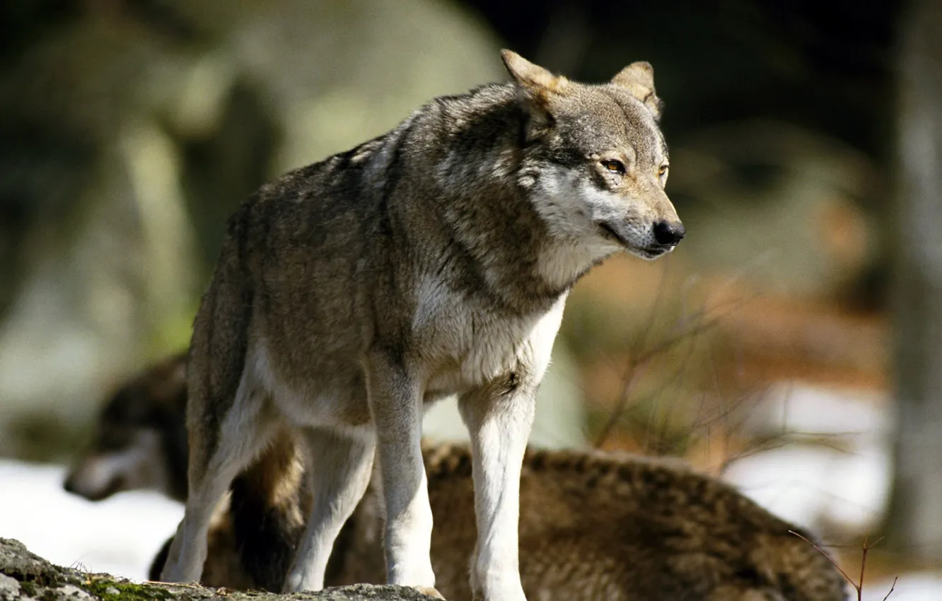 Photo wallpaper Predator, nature, animal, wolf, wildlife, portrait, portrait., Canis lupus. face