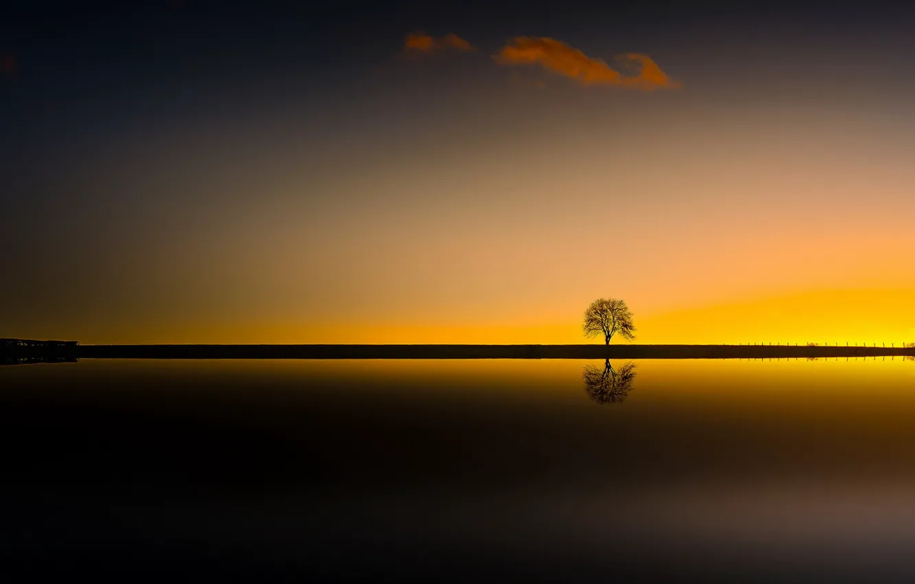 Photo wallpaper trees, night, silhouette