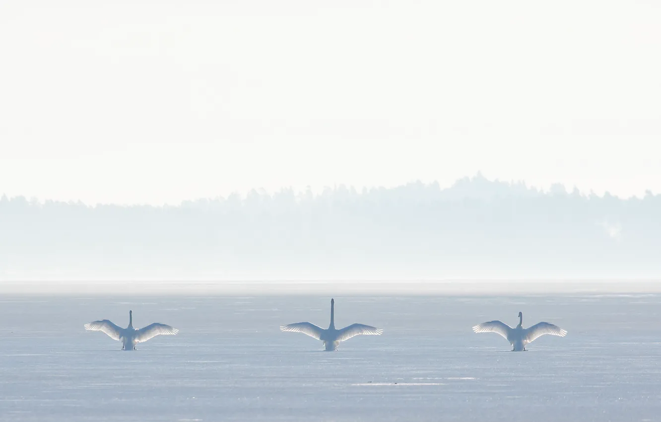 Photo wallpaper birds, nature, fog, swans