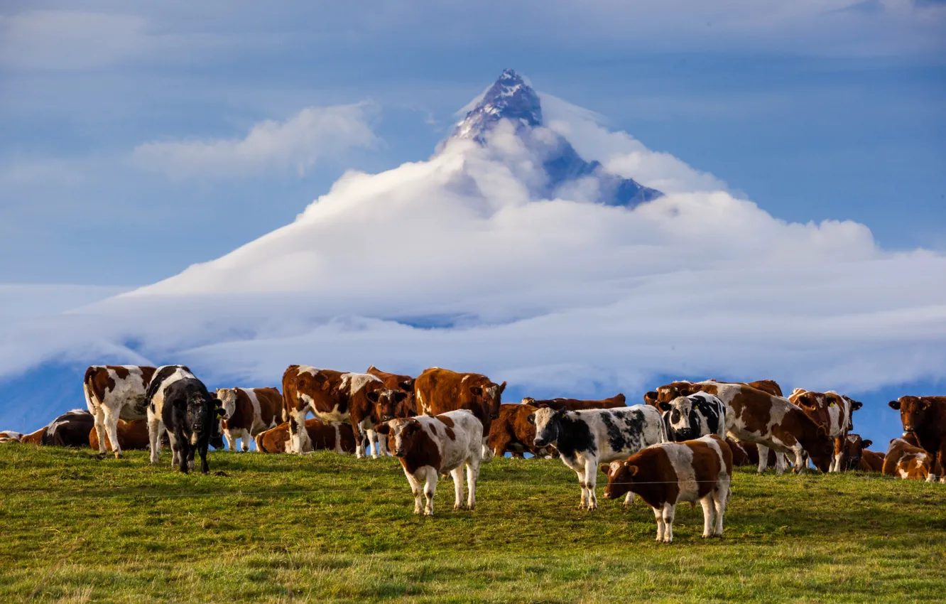 Photo wallpaper clouds, mountain, the volcano, cows, Chile, Andes, Puntiagudo-Cordon-Senios