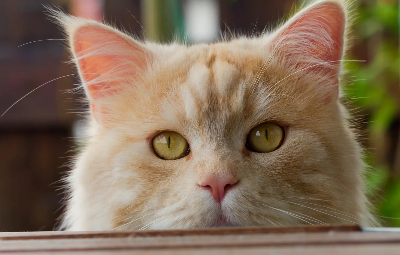 Photo wallpaper cat, cat, look, muzzle, red cat