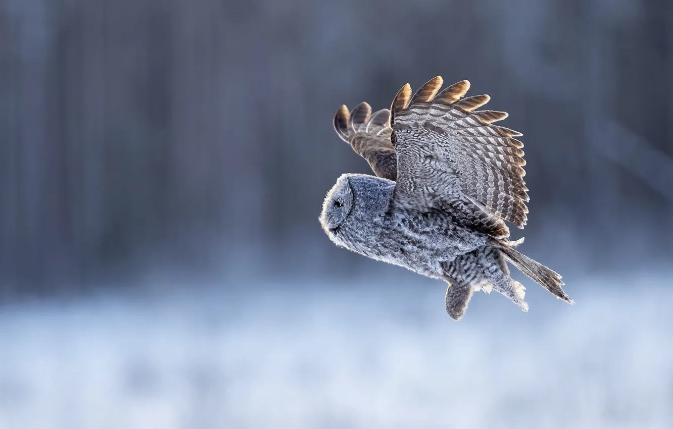 Photo wallpaper winter, snow, flight, nature, owl, bird, feathers, profile