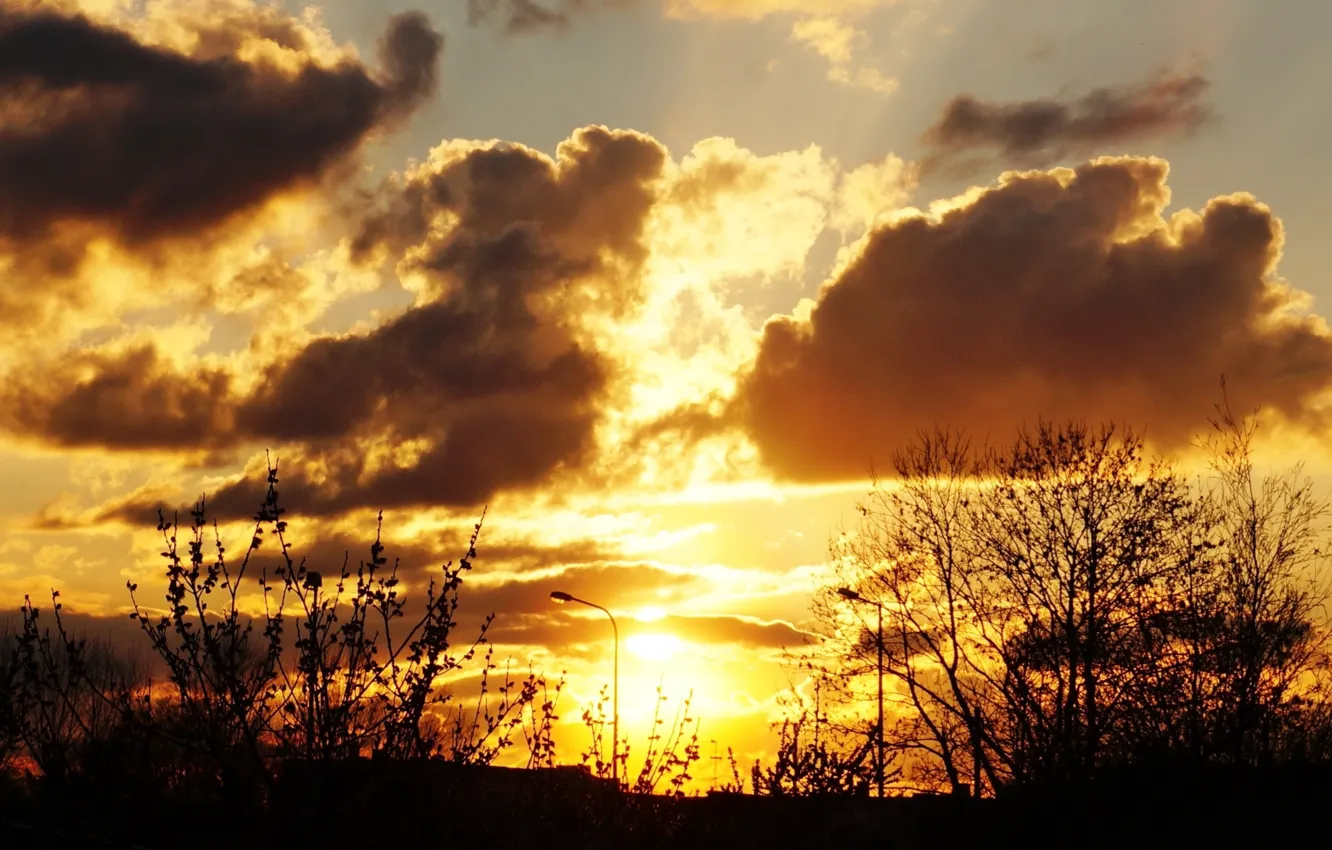 Photo wallpaper dark, sky, sunset, plant