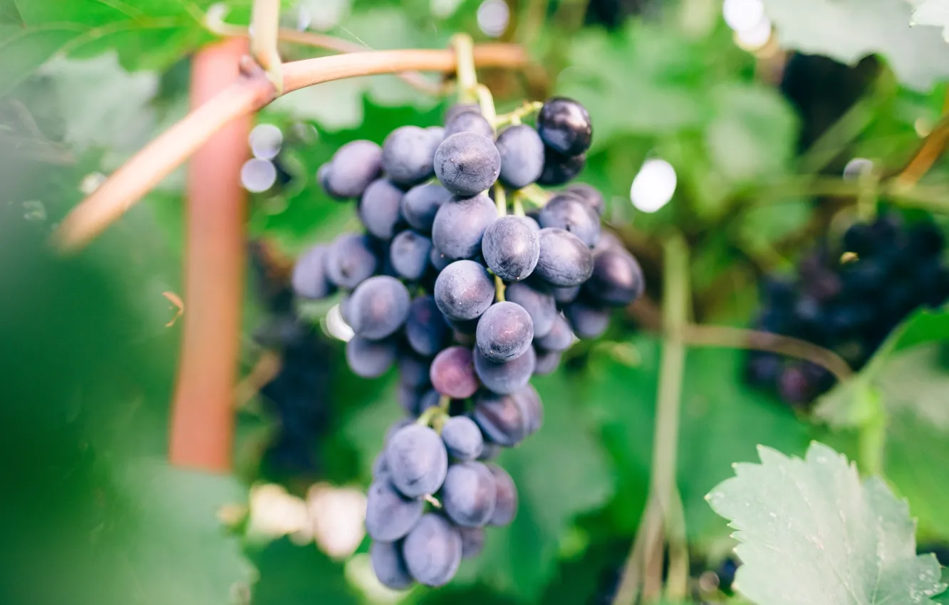 Photo wallpaper leaves, blue, blur, grapes, bunch, vineyard, bokeh, vine
