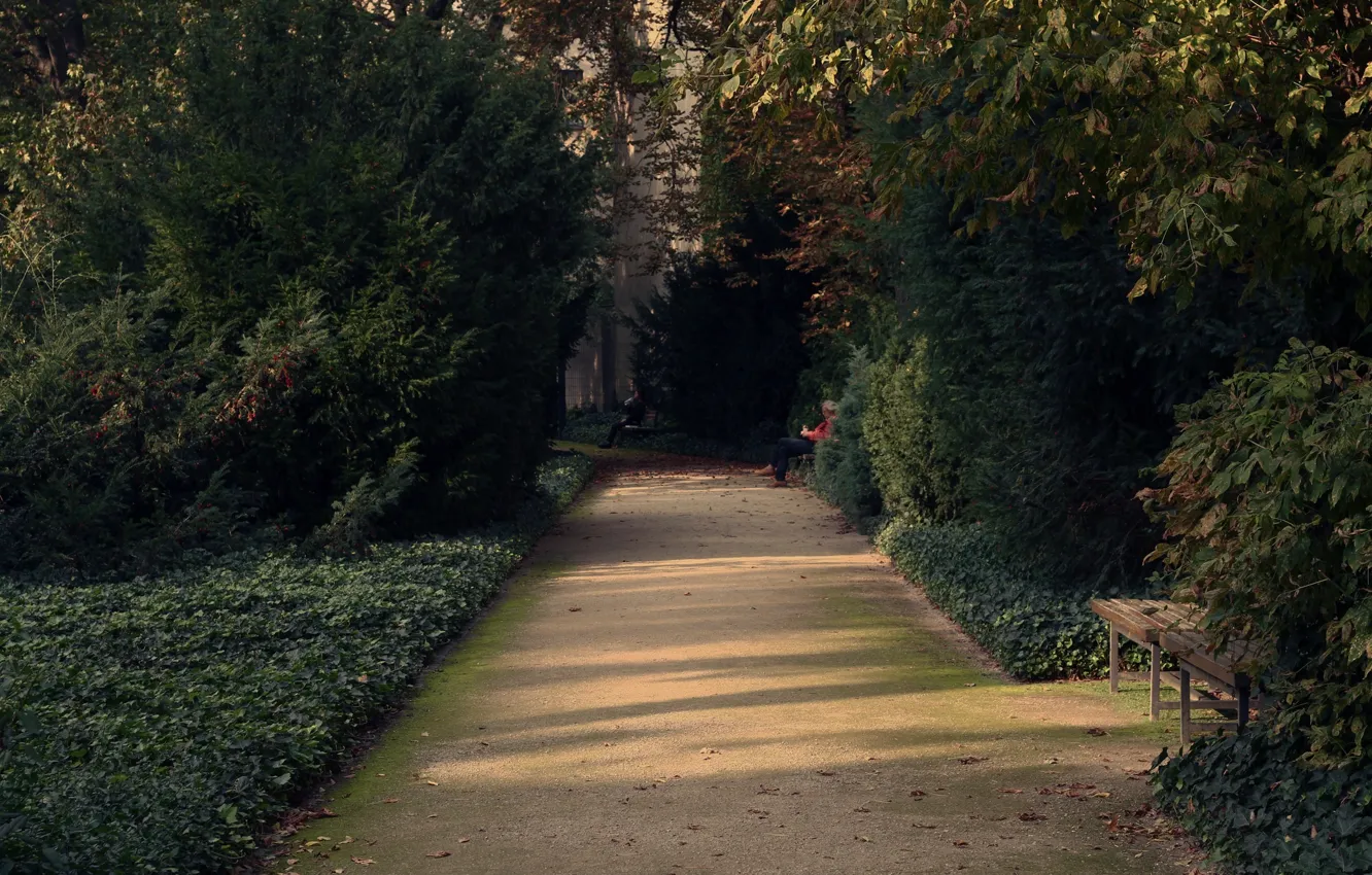 Photo wallpaper trees, bench, Park, alley